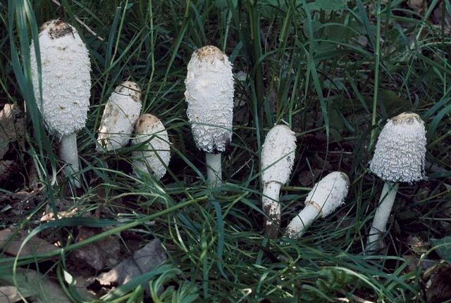 The mushroom species [i]Coprinus comatus[/i] is known colloquially as a shaggy mane mushroo