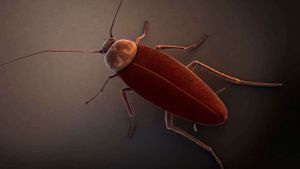 cockroach