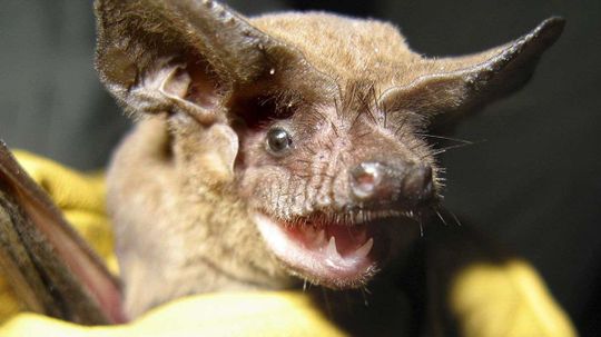 Brazilian Free-tailed Bats Are Way Faster Than We Thought