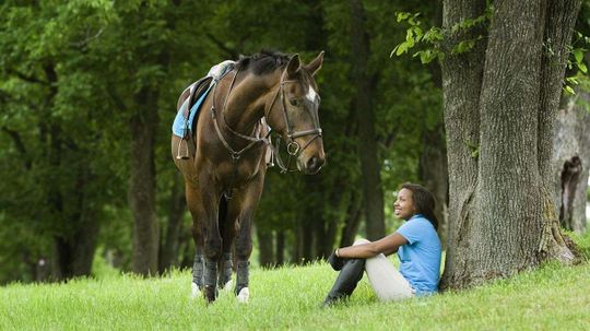 Horses Can Be Taught to Communicate With Us Using Symbols