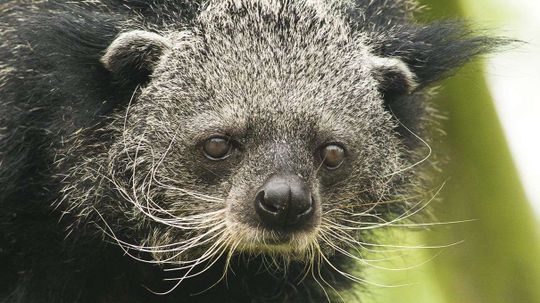 Binturongs Smell Like Hot, Buttery Popcorn — Now We Know Why