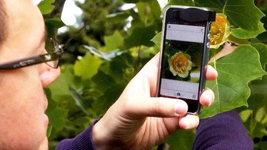Clever App Uses Smartphone Camera to Identify Plant Species
