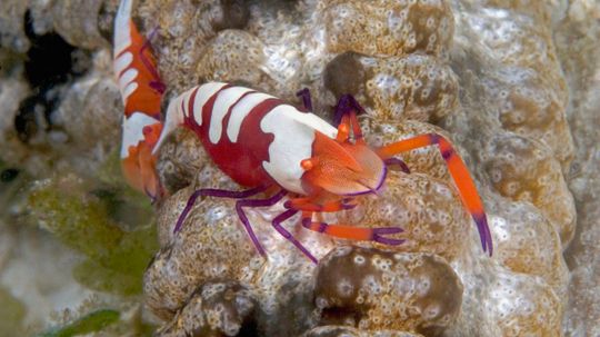 How Shrimp Shells Help Wounds Heal Faster