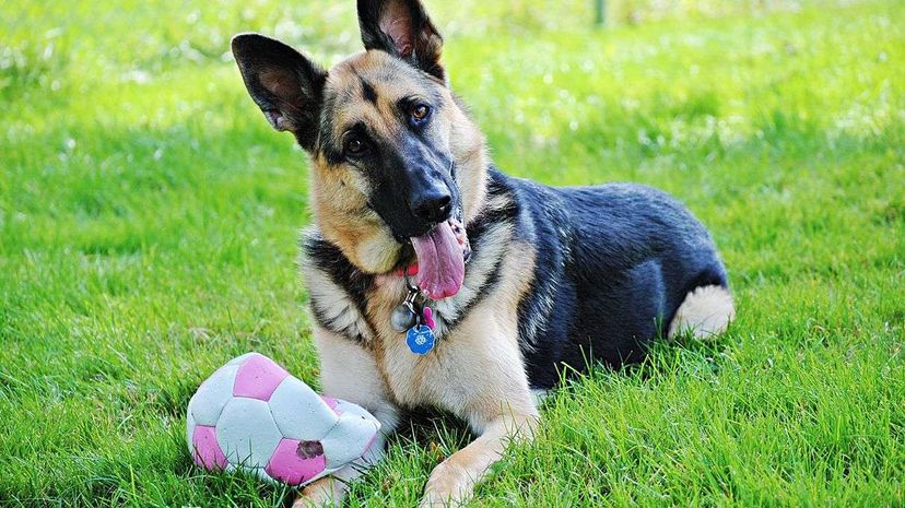 german shepherd, dog, head tilt