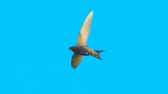 This Tiny Bird Can Fly for 10 Months Without Landing, Biologists Discover