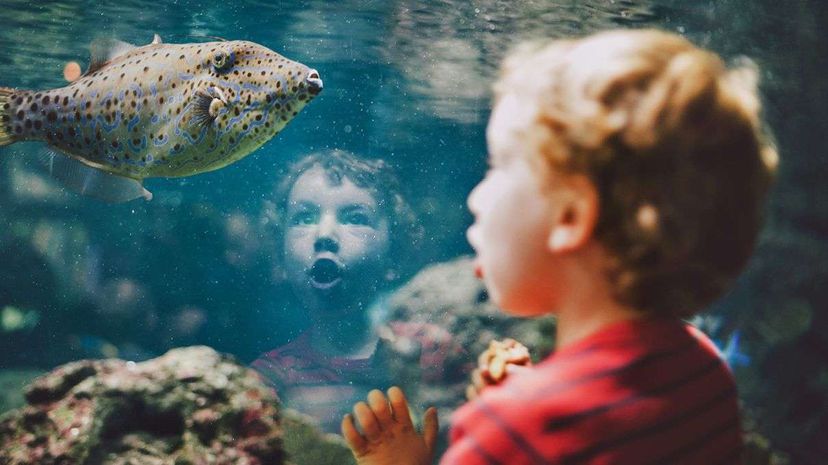 Dive Inside the Weird World of the Ocean Sunfish