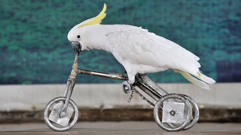 Cockatoos Make Tools From Different Materials Carousel image: China Photos/Getty Images ; Video: University of Oxford/YouTube