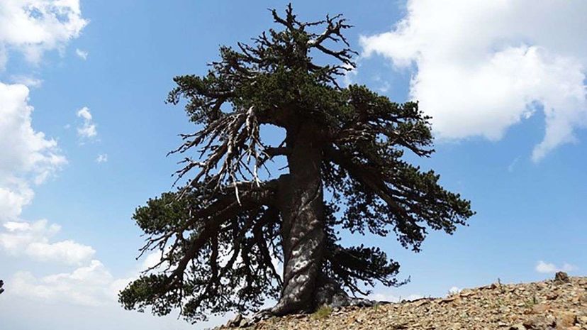 Adonis, a Bosnian pine, is one of the oldest trees in Europe. Dr. Oliver Konter, Mainz