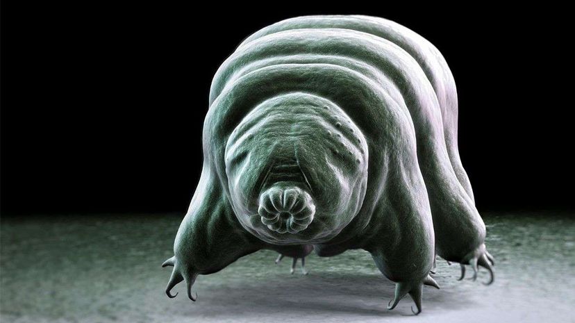 Arguably the cutest microscopic invertebrate ever ambles along. Tardigrades are also known as water bears and, less commonly, moss piglets. Science Picture Co/Getty Images