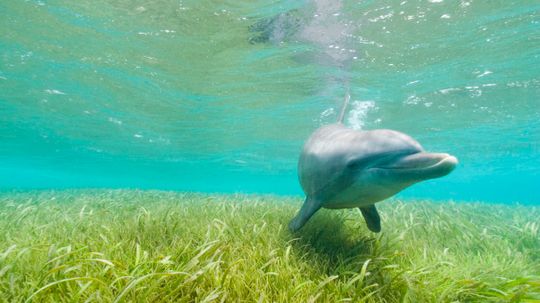 'Sea Bees', Please! Tiny Crustaceans Help Pollinate Underwater