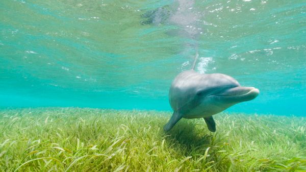 dolphin, Roatan Island, Honduras.