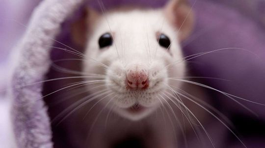 Rats Are Ticklish Just Like Humans, New Study Shows