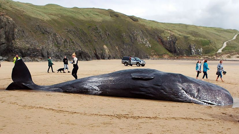 A female sperm whale stranded on a Cornish beach on July 10, 2016, died on the shore in Cornwall, England. Graham Stone/Barcroft Media/Getty Images