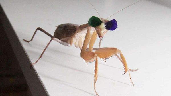 praying mantis, 3-d vision