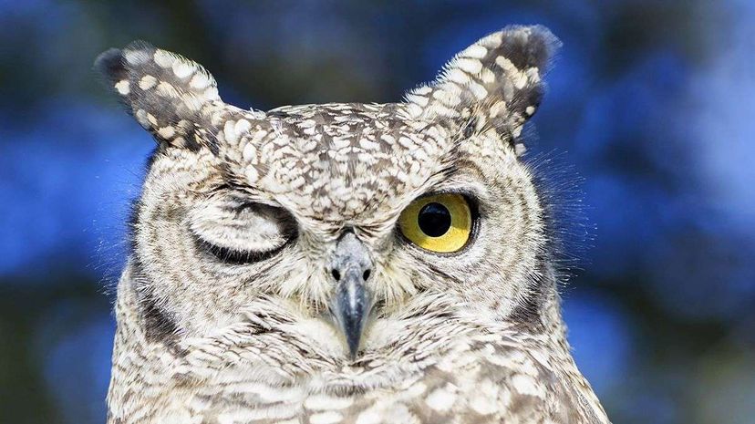 A spotted eagle owl closes one eye in Botswana's Central Kalahari Game Reserve.  Fotofeeling/Westend61/Corbis