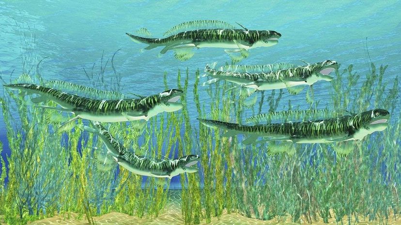 艺术家对鳗鱼般的orthacanthanthus看起来的概念。Corey Ford / Stocktrek图片/ Getty Images“width=