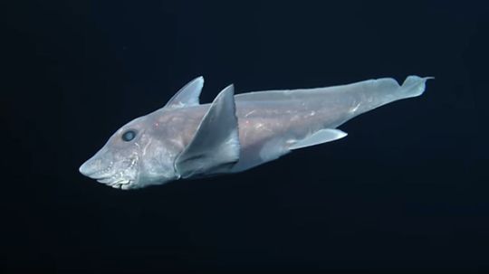 Eerie, Deep-ocean Ghost Shark Footage Surfaces for First Time