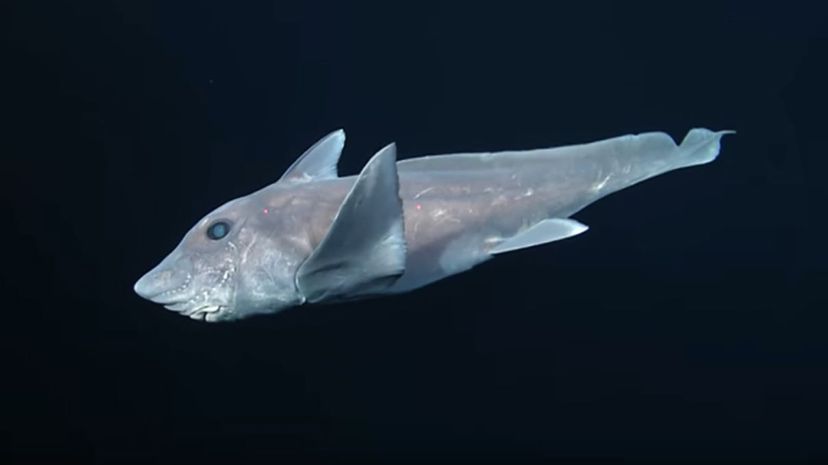 尖鼻蓝鼠鱼Hydrolagus trolli蒙特雷湾水族馆研究所（MBARI）/YouTube