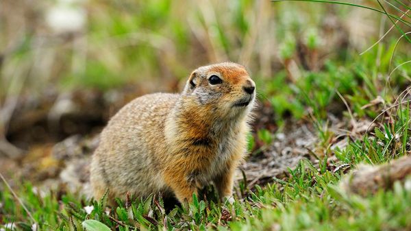 arctic ground squirrel among vegetation