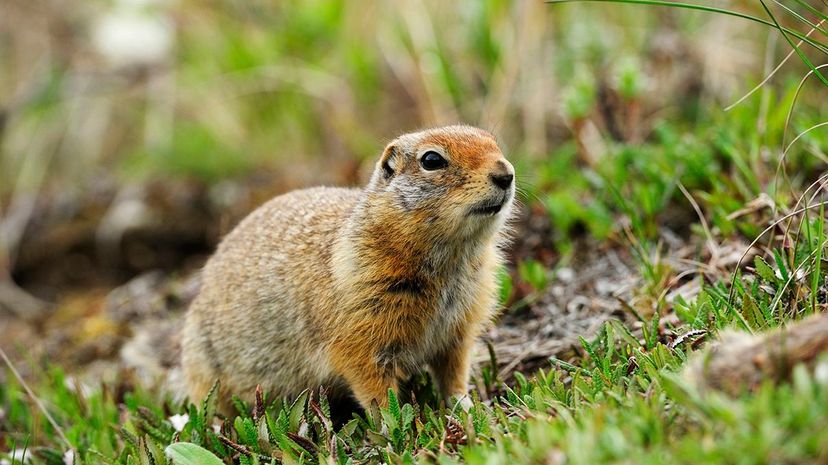 Arctic ground squirrels emerge from hibernation every April to forage for food, and the males experience puberty all over again. Thomas Sbampato/Getty Images