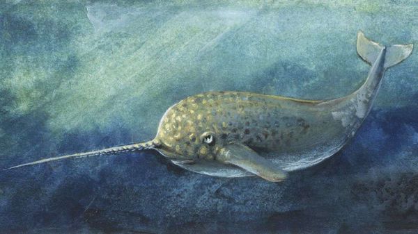 narwhal illustration, arctic whale