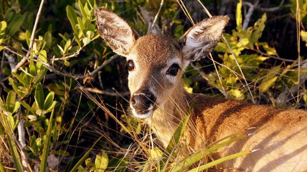 deer, key deer, endangered animal