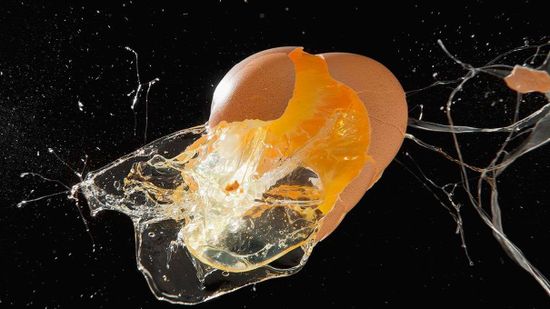 看鸡生长和没有一个鸡蛋孵化”class=