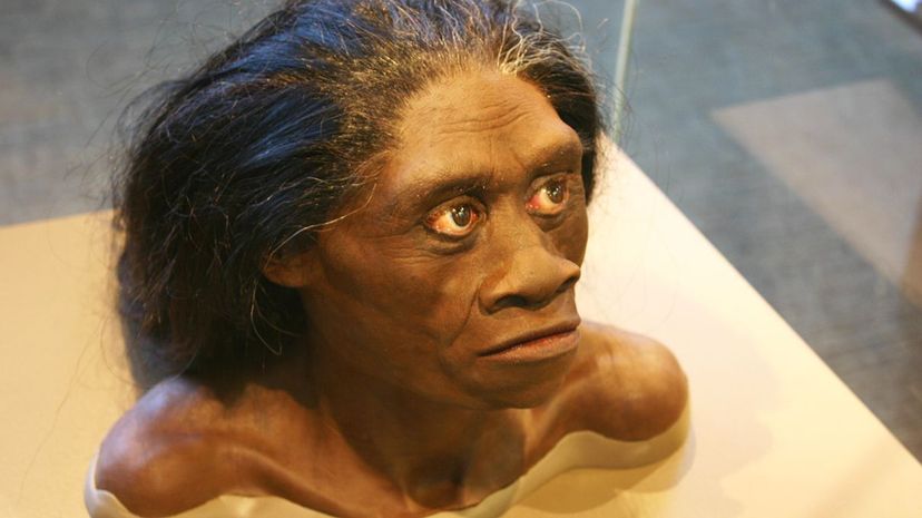 A bust in the David H. Koch Hall of Human Origins at the Smithsonian Natural History Museum recreates what a living Homo floresiensis may have looked like. Ryan Somma/Flickr