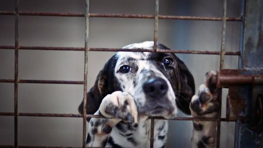 USDA Deletes Animal Abuse Online Records