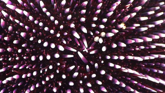 Nightmarish Sea Urchin Teeth Inspire New Space Exploration Claw