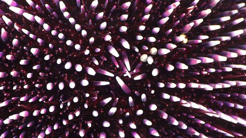 From the deep sea to deep space: sea urchin's teeth inspire new design for space exploration device [VIDEO] Tarik Tinazay/AFP/Getty Images/UC SanDiego Jacobs School of Engineering