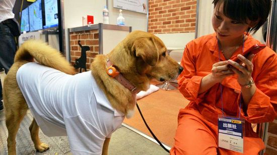 可穿戴技术宠物:一种全新的方式打电话给你的狗”class=