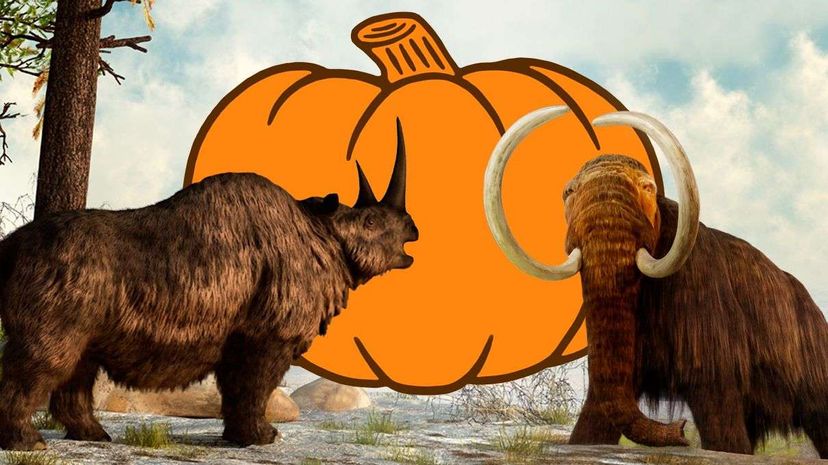 The extinction of Pleistocene megafauna like this woolly mammoth and rhino contributed to the tasty evolution of pumpkins and squash we cultivate today. Stuart Dee/Daniel Eskridge/Stocktrek Images/CSA-Archive/Getty Images
