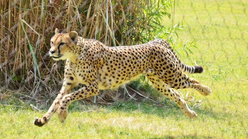 The cheetah named Sarah, pictured here in 2011, was the world's fastest-ever-measured land animal; she died on January 21, 2016 flickr/bontempscharly
