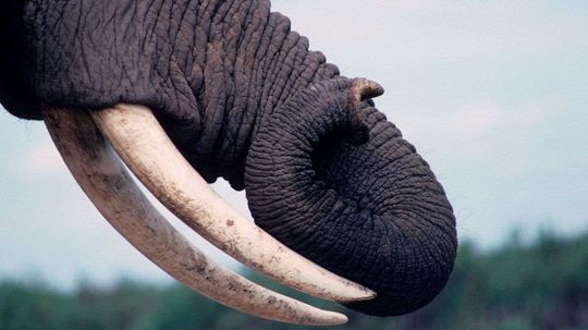 Elephants Can Learn to Sniff Out Landmines