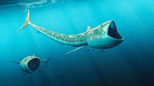 Fossils of Ancient Filter-feeding Fish Discovered in Colorado