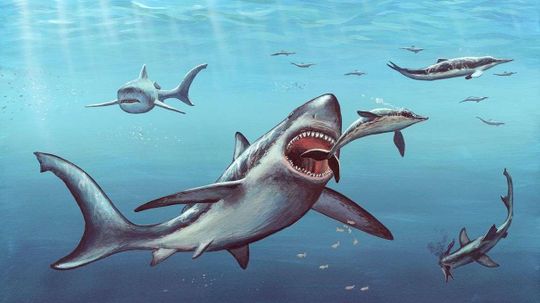 New Clues to Why Bus-sized Giant Shark Megalodon Went Extinct