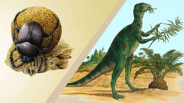dung beetles, dinosaurs, evolution