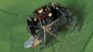 Jumping spider eating