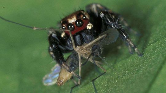 Spiders That Love Human Blood Are Our Friends