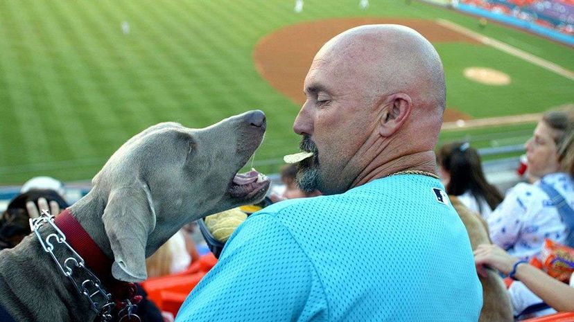 Pattion the Weimaraner enjoys nachos with his owner Mark Yankowic of Pembroke Pines, Florida at Pro Player Stadium in Miami back in 2004. iot J. Schechter/Getty Images