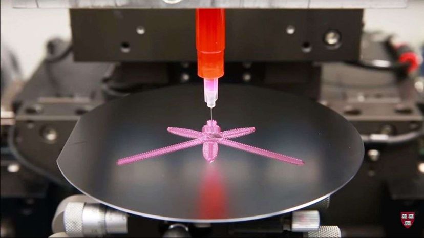 This video portrays the microscale printing process and transformation of a 4D-printed, orchid-shaped hydrogel composite structure. Wyatt Institute/Harvard University