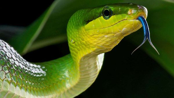 red-tailed green rat snake