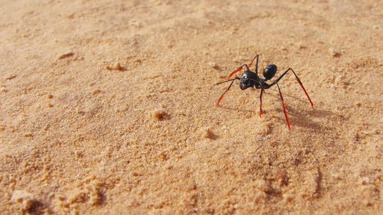 Tiny Stilts for Some Ants, Amputated Legs for Others. Here's Why.