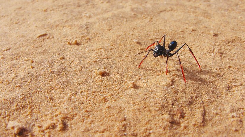 Stilts helped scientists determine that desert ants counted steps to calculate the distance to their home. Matthias Wittlinger
