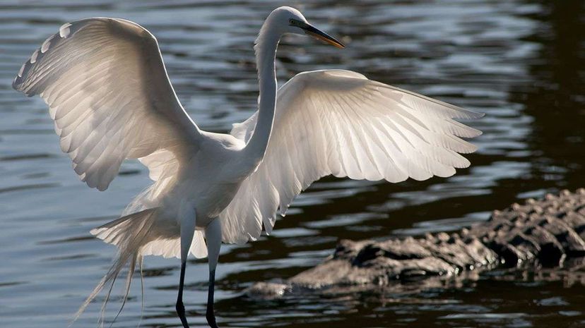 它们可能不像青蛙和蟾蜍那样紧，而是大白猫（Ardea Alba）和美国鳄鱼（Alligator Mississippiensis）绝对受益于他们的便利互动。吉姆·麦金莱（Jim McKinley）/力矩/盖蒂图像“width=