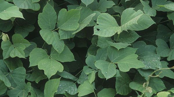 Kudzu vine