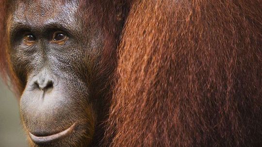 Anatomy of an Orangutan Murder