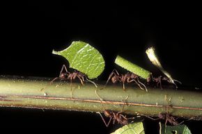 Leaf-cutter ants, one member of the Cephalotes family, carry vegetation in the Costa Rican rainforest.