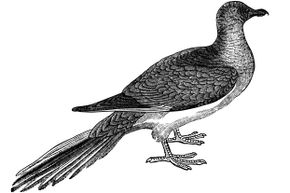 We had to use an illustration of a passenger pigeon, since they went extinct around 1900.